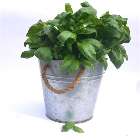 Basil (bunch) — Benton Rise Farm