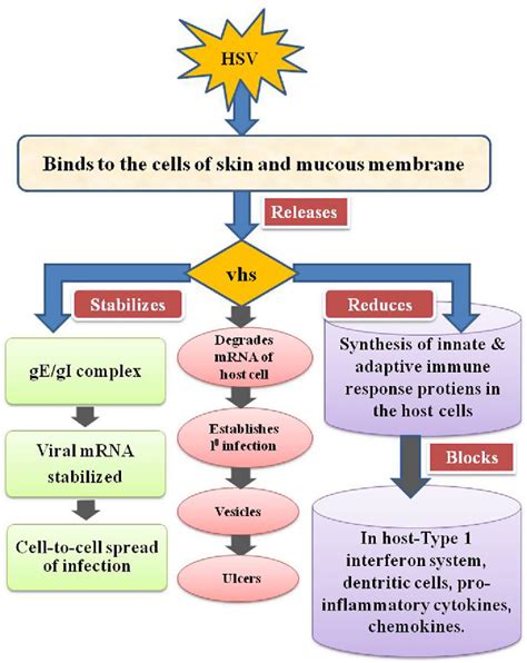 Figure 2 From Pathogenesis And Life Cycle Of Herpes Simplex Virus