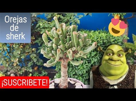 C Mo Engrosar El Tallo De La Planta Orejas De Shrek El Jard N De