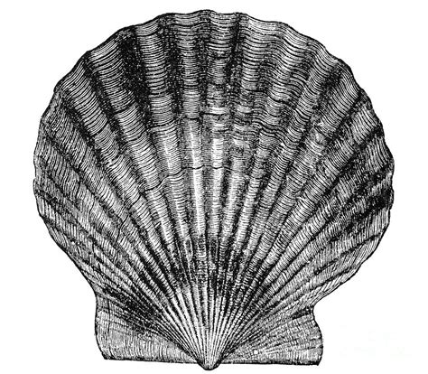 scallop shell photograph  granger pixels