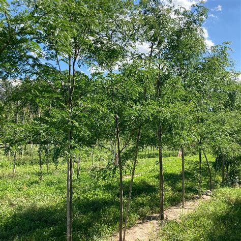 Gleditsia Triacanthos Inermis Shademaster F Vier Dam Rique Sans