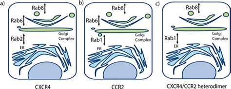 Schematic Representation Of The Rab Gtpases Shown To Be Important For Download Scientific