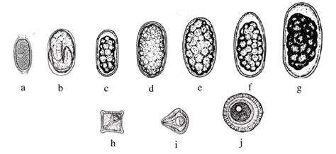 Oesophagostomum Egg