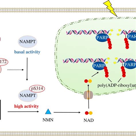 A Schematic Of AMPK Mediated NAMPT Activation Under Ionizing Radiation