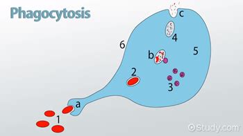 Phagocyte Structure