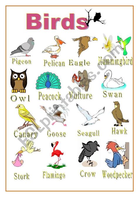 POSTER BIRDS ESL Worksheet By Sumerce