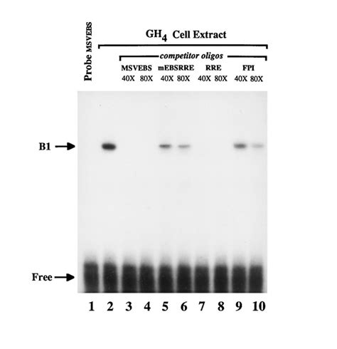 Ghf 1pit 1 Functions As A Cell Specific Integrator Of Ras Signaling By Targeting The Ras