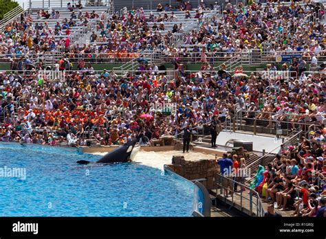 The “Orca Encounter” show at SeaWorld San Diego, California, United ...