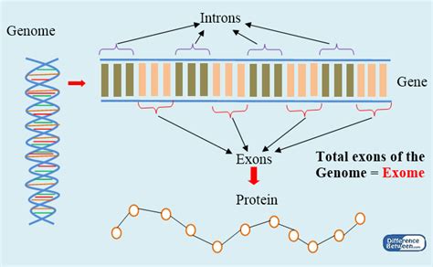 Difference Between Genome And Exome Genome Vs Exome