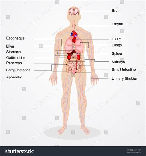 Vector Illustration Of Diagram Of Human Anatomy 99671537 Shutterstock