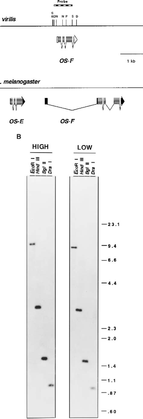 Figure From Molecular Evolution Of Odorant Binding Protein Genes Os E