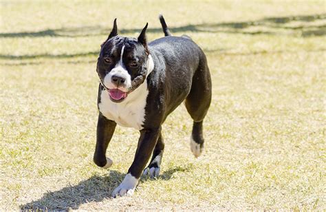 Amstaff Sfugge Al Controllo Del Proprietario Saltando La Recinzione E