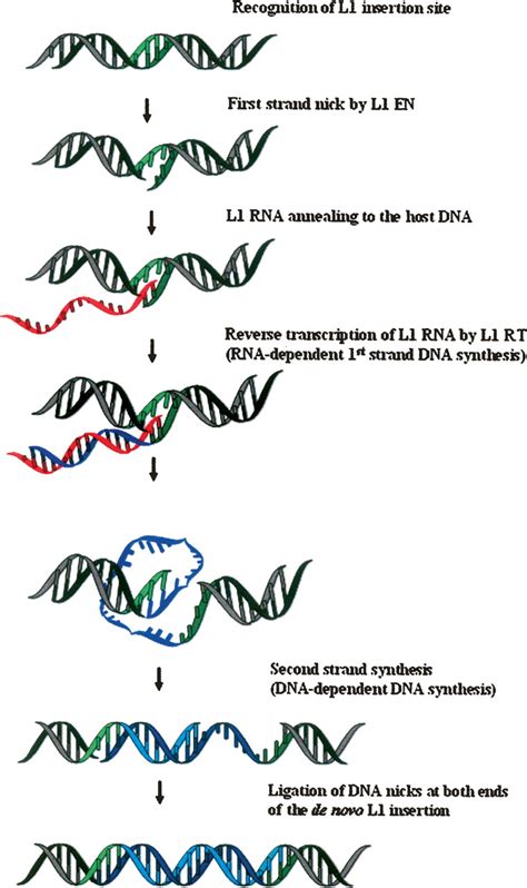 Mammalian Non Ltr Retrotransposons For Better Or Worse In Sickness