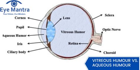 Vitreous humor: functions, changes, diseases, and treatments