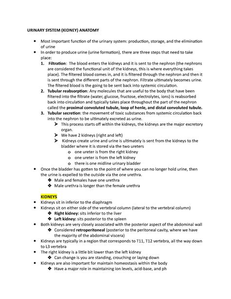Urinary/Kidney Anatomy - URINARY SYSTEM (KIDNEY) ANATOMY Most important ...