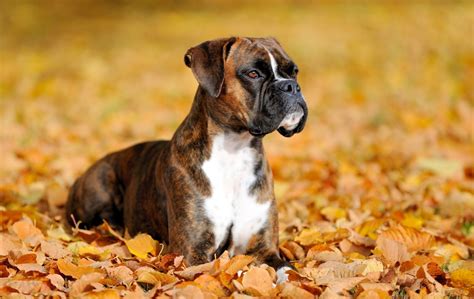 Hunde für Anfänger Alles Rassen im Überblick edogs