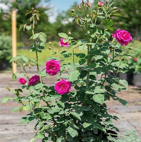 Brindabella Purple Prince™ Shrub Rose Live Plant 3 Gallon Etsy