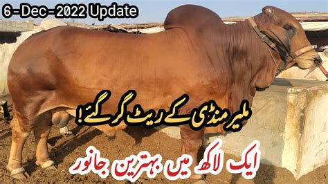 Malir Mandi Karachi Cattle Rates Update December Cow Mandi