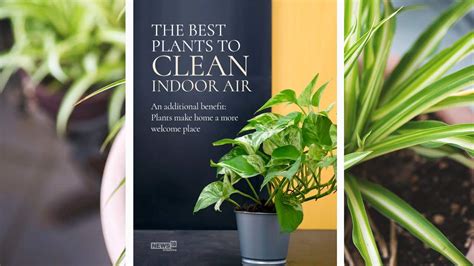 Air Purifying Indoor Plants