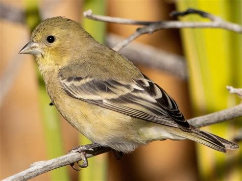 Lesser Goldfinch Celebrate Urban Birds