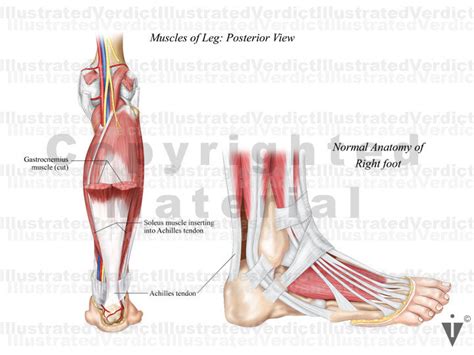 Stock Ankle: Normal Anatomy — Illustrated Verdict