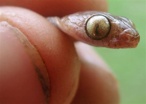 Sibon Argus Snail Eating Snake Where Rio Changuinola P Flickr