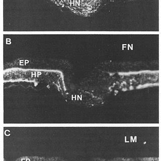 Figure L Fluorescence Photomicrographs Of Transverse Sections Showing