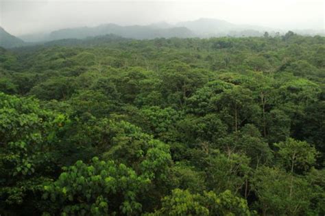 High Biodiversity Of Tropical Forest 2018 Asia Pacific Rainforest