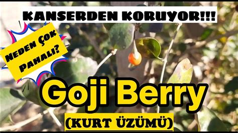 GOJİ BERRY BİTKİSİ KURT ÜZÜMÜ FAYDALARI MEYVESİ NASIL YETİŞTİRİLİR