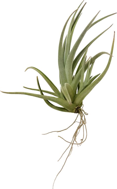 Tillandsia Lorentziana Bromelia BCN