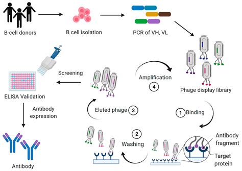 IJMS Free Full Text Antibody Libraries As Tools To Discover