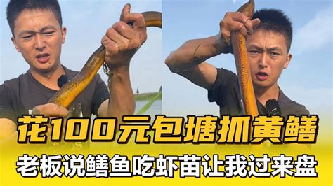 花100元包塘抓黄鳝，老板说鳝鱼吃虾苗让我过来盘一盘 三农视频 搜狐视频