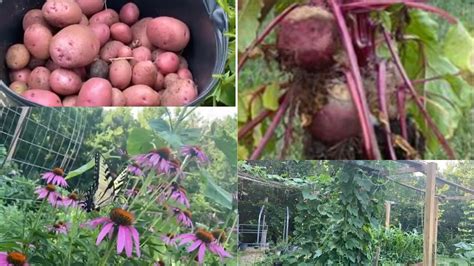 Beautiful Backyard Garden Tour In America Big Harvesting In Us