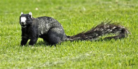 Southern Fox Squirrel Photograph by Phill Doherty