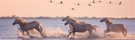 Le Domaine De M Janes F Te Les Ans Du Parc R Gional De Camargue