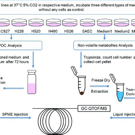 Schematic Diagram Of Experimental Procedures Download Scientific Diagram