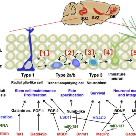 Schematic Representation Of Adult Neurogenesis And Factors Relevant To