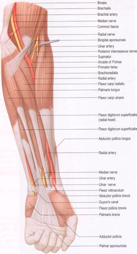 Forearm Upper Extremity Miller S Chapter Ii Flashcards Quizlet