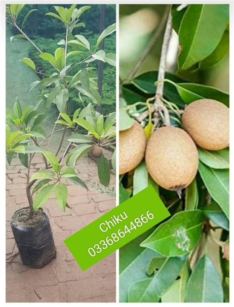 Chiku plant – Pak Plants