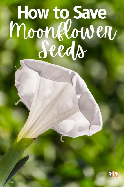 How to Save Moonflower Seeds - The Kitchen Garten