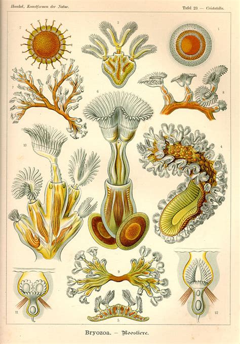 A Billion Tastes And Tunes Ernst Haeckel Part 2 Of 2