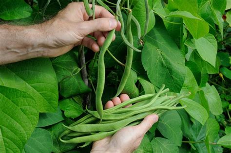 How To Grow Runner Beans Step By Step Bbc Gardeners World Magazine