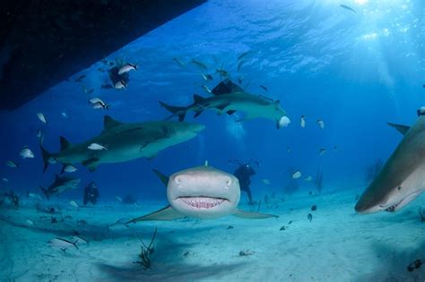 15 Jaw-dropping Bull Sharks Facts You Didn't Know