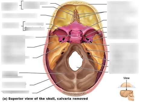 Hypoglossal Canal Diagram Quizlet