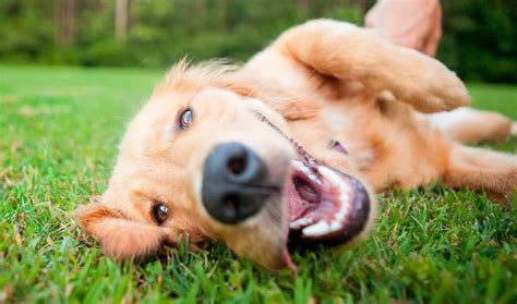 Você Sabe Por Que Os Cachorros Comem Grama TriCurioso