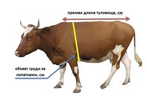 Cu Nto Pesa Una Vaca Indicadores Promedio Y M Ximo En Kilogramos