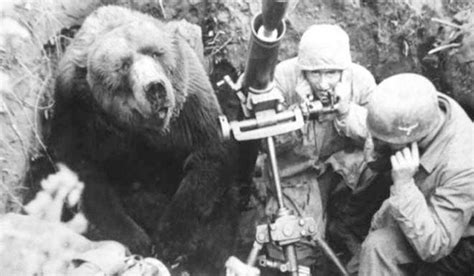 De mascota a soldado Wojtek el oso que combatió a los nazis en la