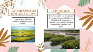 Humedales Costeros PPT