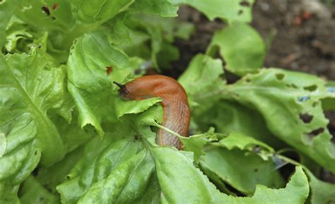 Cómo eliminar babosas y caracoles del jardín Estilo de Vida Hogar