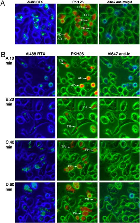 Fluorescence microscopy analyses of simultaneous trogocytosis and ...